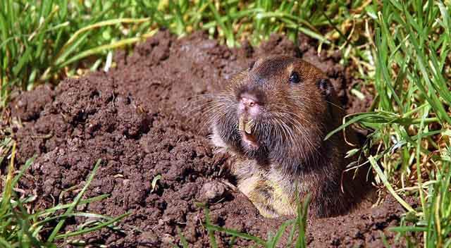 Gopher trapping and removal Riverside CA