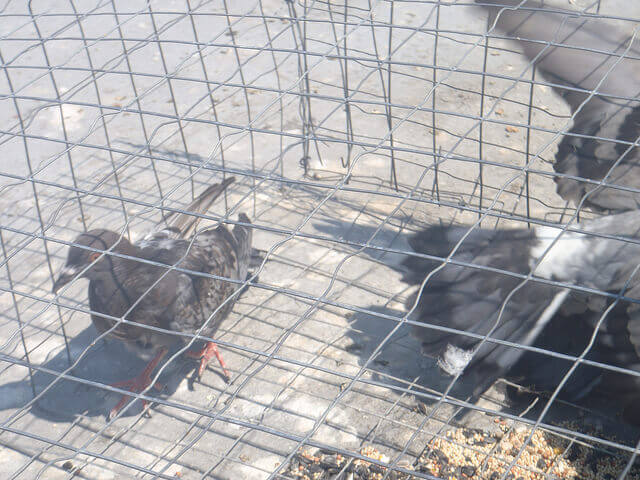 Riverside CA pigeon trapping and removal