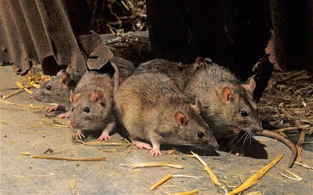 Rat trapping and removal in Riverside CA