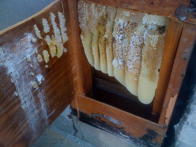 Humane bee trapping and removal in San Bernardino CA