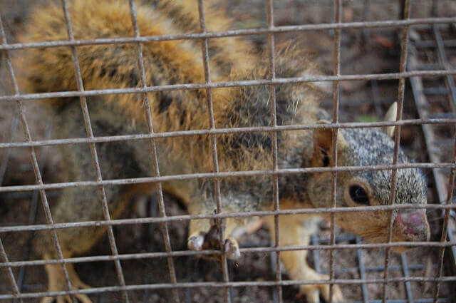 Squirrel trapping and removal in Riverside CA
