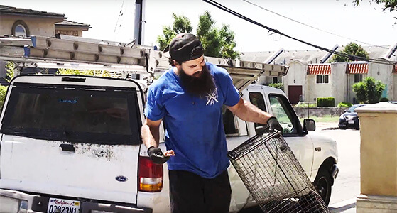 All City Animal Trapping Humane Removal