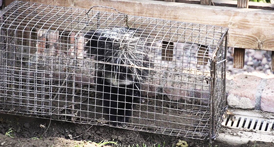 All City Animal Trapping