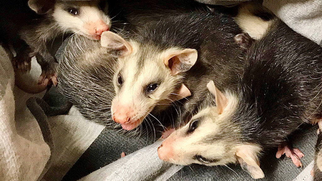 San bernardino Opossum Trappers Photo Gallery