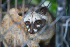 Is it Safe to Capture Wildlife Near My Home?
