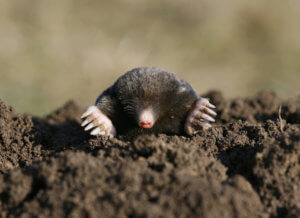 Mole Removal in Los Angeles