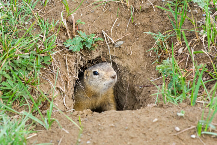 Gophers Removal Palos Verdes