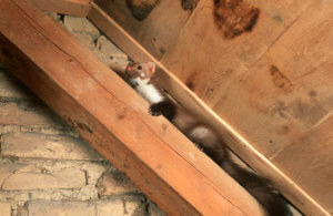 Animals in the Attic