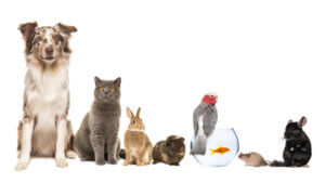 Animal Trapper Near Me: The Experts in Animal Removal
