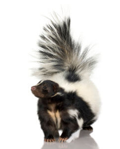 Skunk Removal Services
