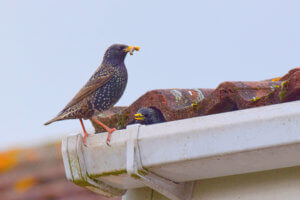 bird removal