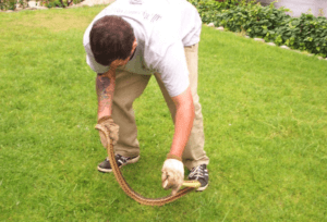 Humane Animal Removal