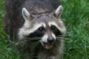 Raccoon Removal in Attic