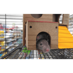 Rat Removal