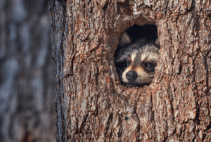 Animal Removal Service