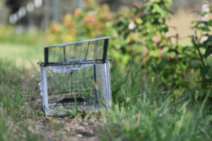 Animal Trapping Service, Animal Trapper, Trappers In Los Angeles