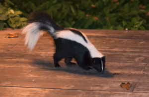 Animal Removal Service Los Angeles