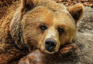 Animal Removal Service Orange County