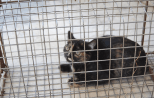 Cat Trapping