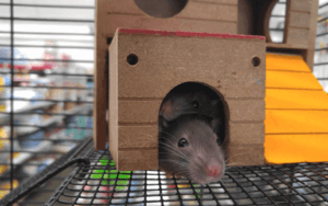 Rat OC