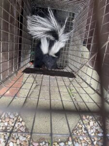 Skunk Trapper