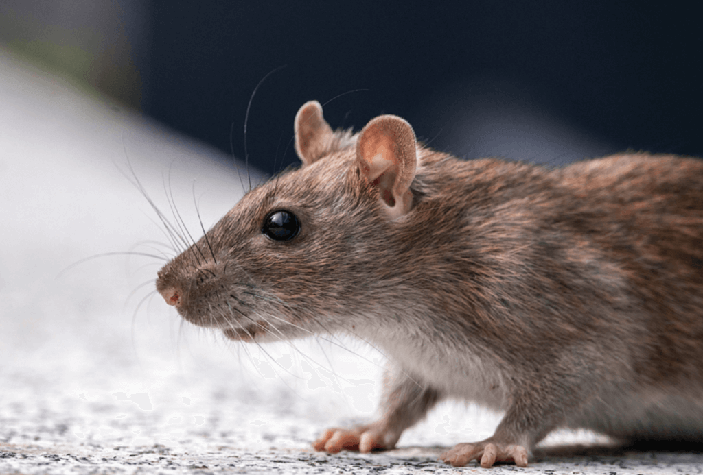 Dead Rat Removal Near Me