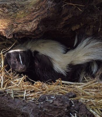 Wildlife Animal Removal